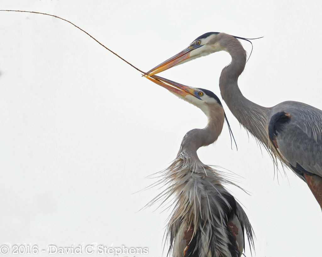 Nest Building Ritual - Mating Pair of Great Blue Heron