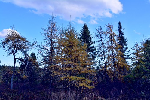 2019_1023Tamarack0008 | by maineman152 (Lou)