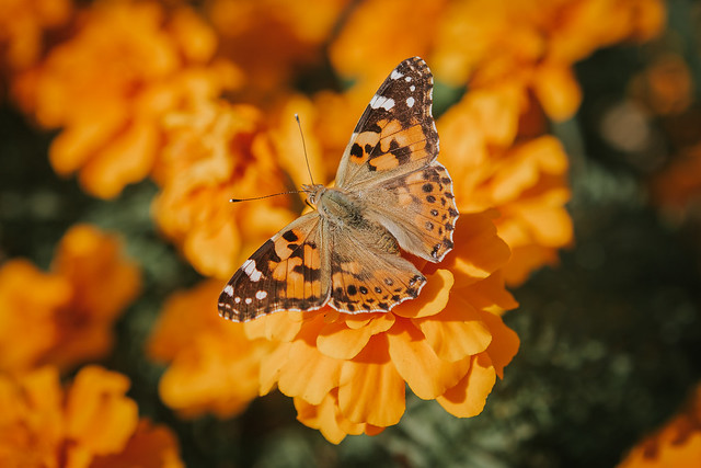When the spirit of nature touches us, our hearts turn into a butterfly. – Mehmet Murat Ildan
