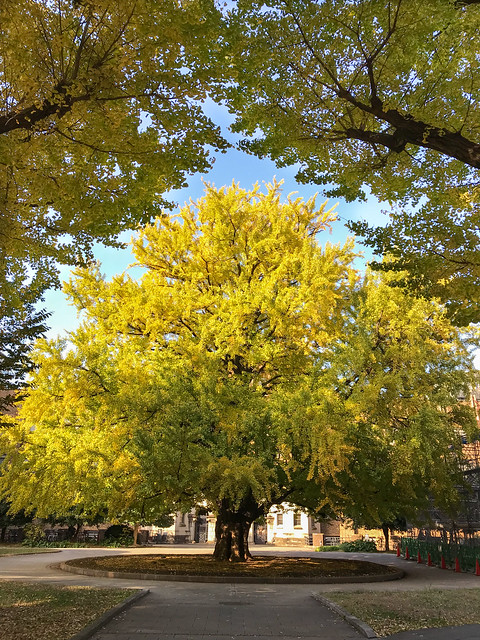 Gingko trees, Tokyo University, 東京大學銀杏