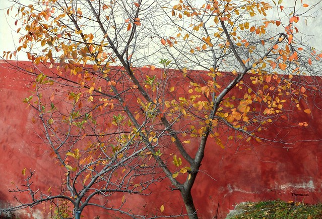Tree near the wall  in Agoriani