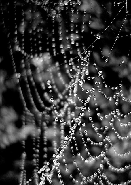 drops of rain in a web