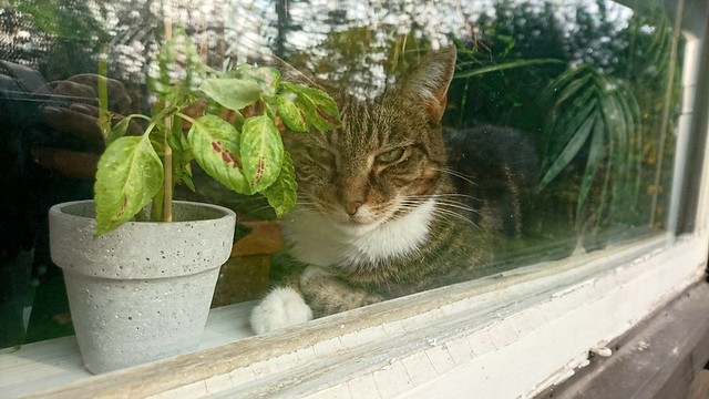 Window cat