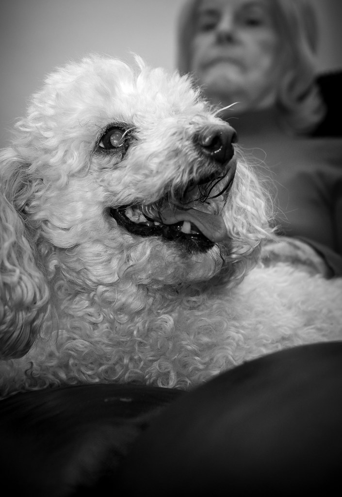 Holly the Toy Poodle.
