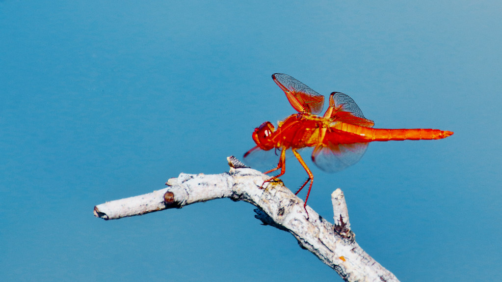 Flame Skimmer Dragonfly -- Male (Libellula saturata); Tucson, Arizona, Christopher Columbus Park [Lou Feltz]