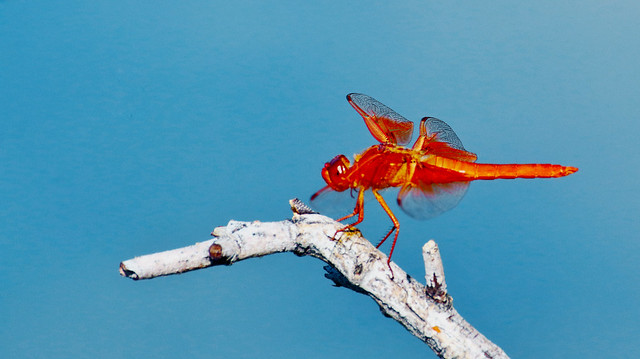 Flame Skimmer Dragonfly -- Male (Libellula saturata); Tucson, Arizona, Christopher Columbus Park [Lou Feltz]