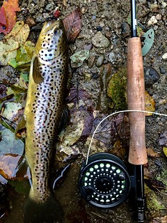 Photo of trout next to rod and reel