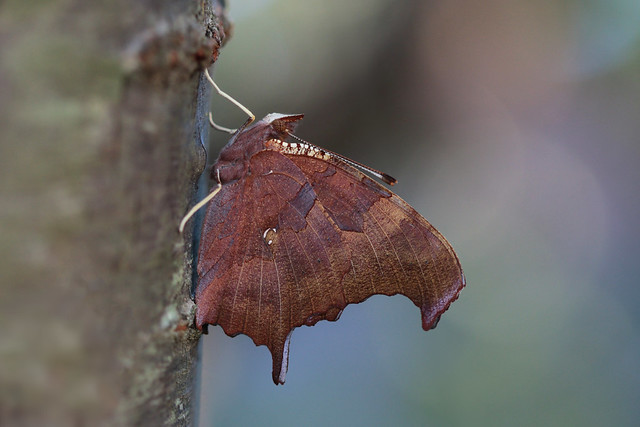 Question Mark Butterfly (Polygonia interrogationis)