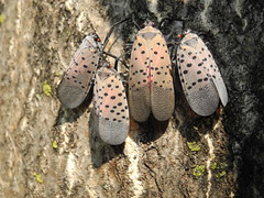 Four insects with pinkish wings and black spots on a tree trunk