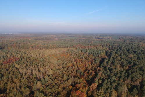 dji djispark drone forest landscape view kleszczów rudziniec las