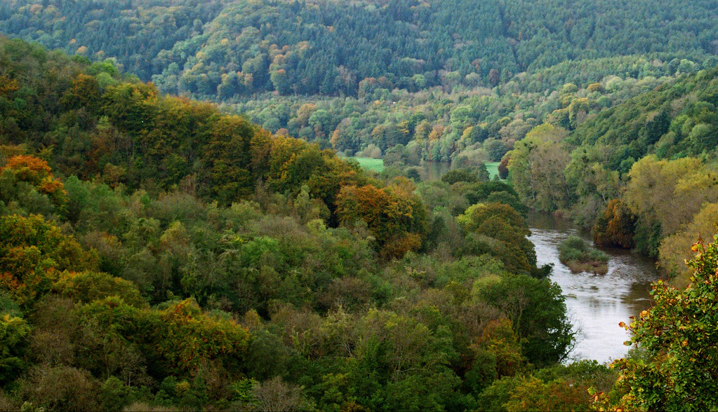 Autumnal Woodland - River Wye