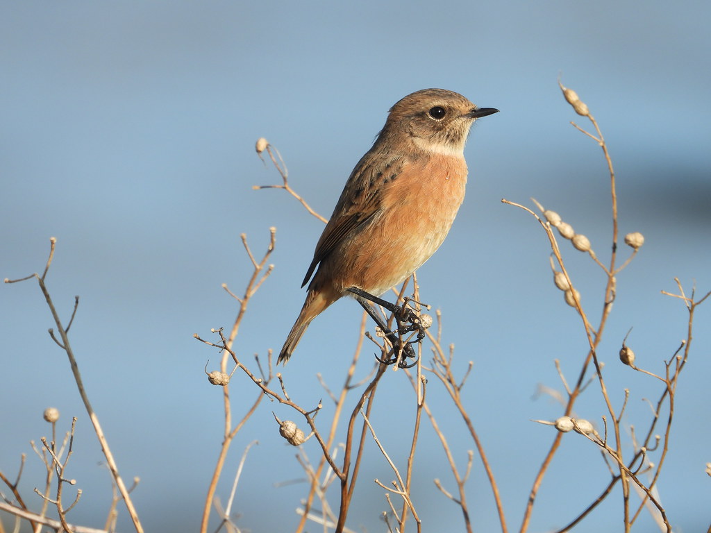 Stonechat Annagassan Louth