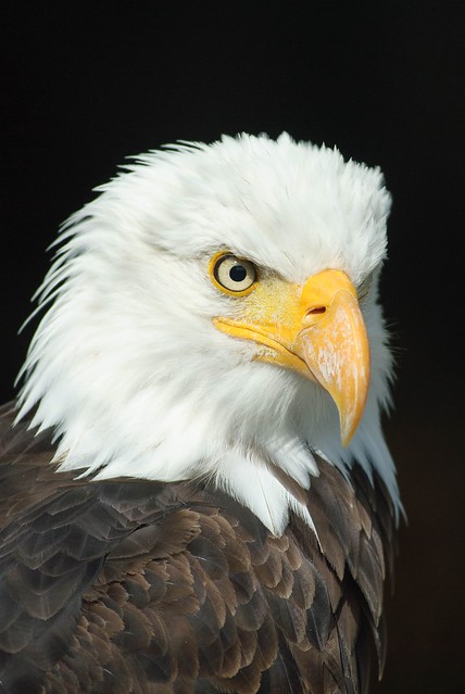 Animal bald eagle bird of prey - Credit to https://homegets.com/