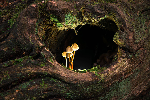 barryturner chichester westsussex brandyholelane nikond810 nikkor24120mmafsvr mushrooms fungi landscape lighting lightroom