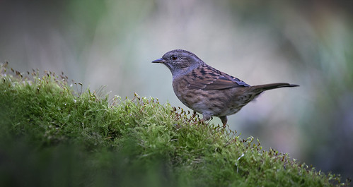 Dunnock | by andywilson1963