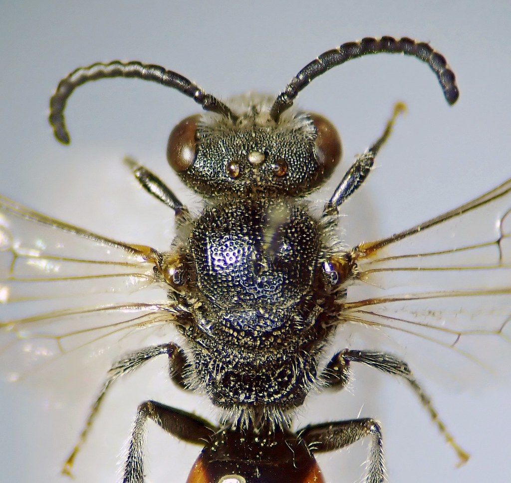 Sphecodes Sphecodes pellucidus (Sandpit Blood Bee) | Flickr