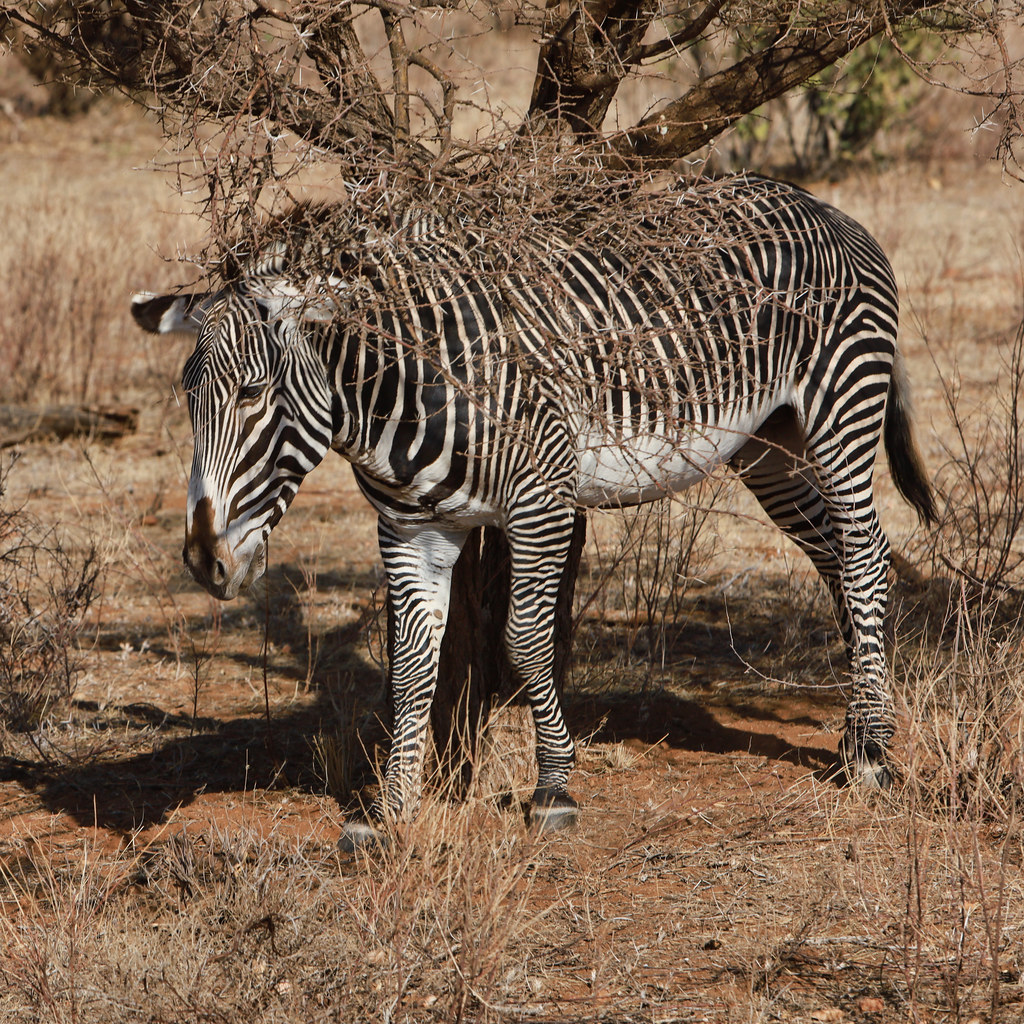 Zebra | Erlingur Tryggvason | Flickr