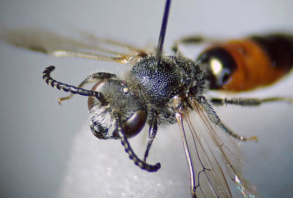 Sphecodes Sphecodes pellucidus (Sandpit Blood Bee) | Flickr