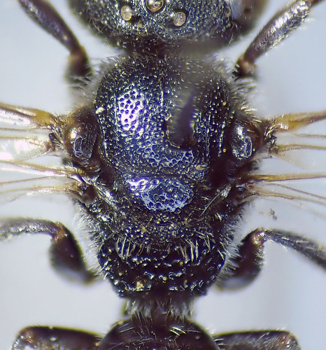 Sphecodes Retic Sphecodes reticulatus (Reticulate Blood Bee) | Flickr
