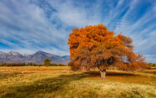 bishop fall autumn california cali tree trees field easternsierra owensvalley sierranevada bishopca canon canon80d natur nature naturephotography outside landscape colors colours smugmug flickr eos countryside new cielo yellow hue photography pic pics rs2photography photo rural