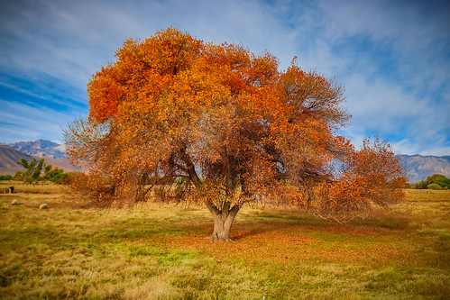 bishop fall autumn california cali tree trees field owensvalley easternsierra colors colours leaves leaf natur nature naturephotography landscape smugmug flickr sky orange new yellow art rural life eos countryside cielo