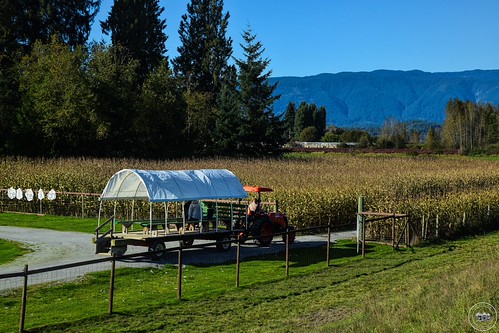 Laity Maple Ridge View The Laity Pumpkin Patch (2019) | Maple RIdge, BC Canada The … | Flickr