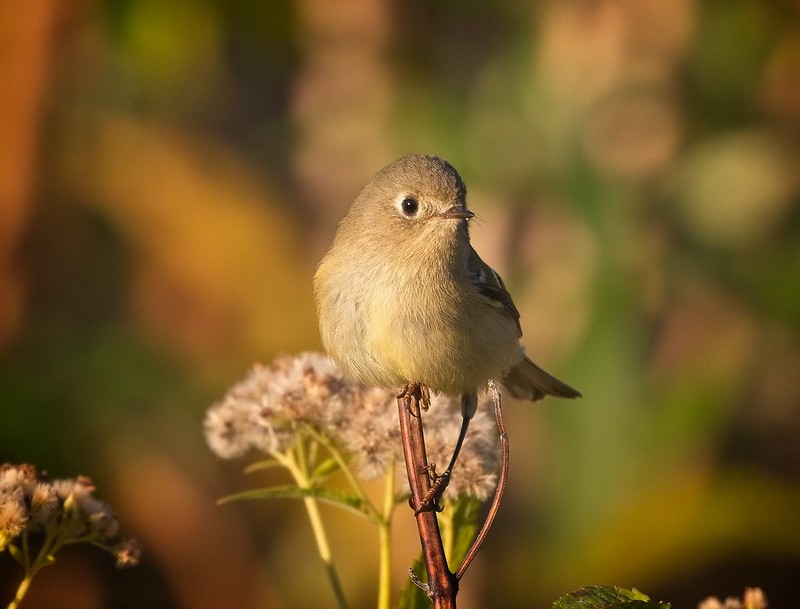 Ruby-crowned kinglet in Central Park