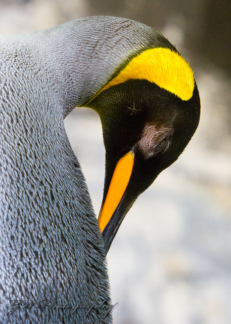 Penguin Primping