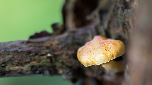 Parasitic Tree Mushroom