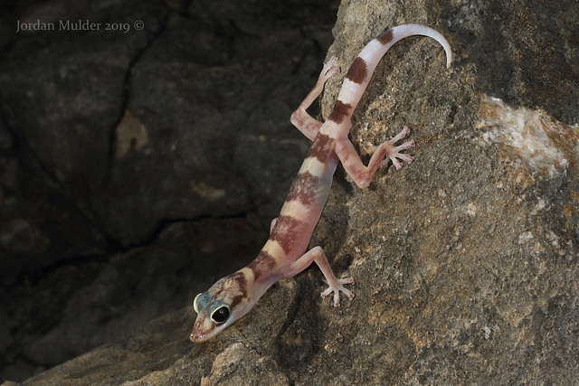 Limestone Range Velvet Gecko (Oedura murrumanu)