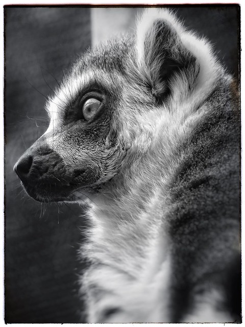 Friday is World Lemur Day …