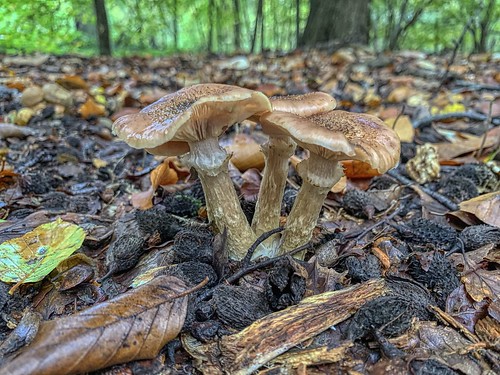 Laarbeekbos- mushroom-4