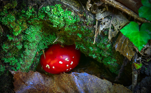 the fly agaric mushrooms brandyholelane chichester woods fungi closeup barryturner nikond810 nikkor24120mm lightroom landscape nature colours