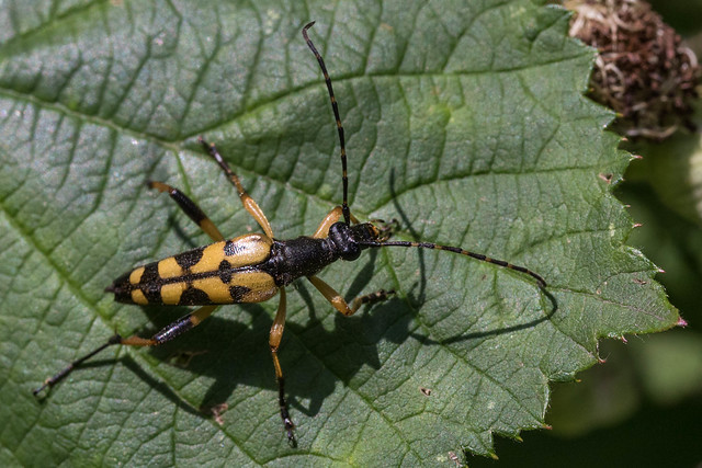 Spotted longhorn beetle - Rutpela maculata