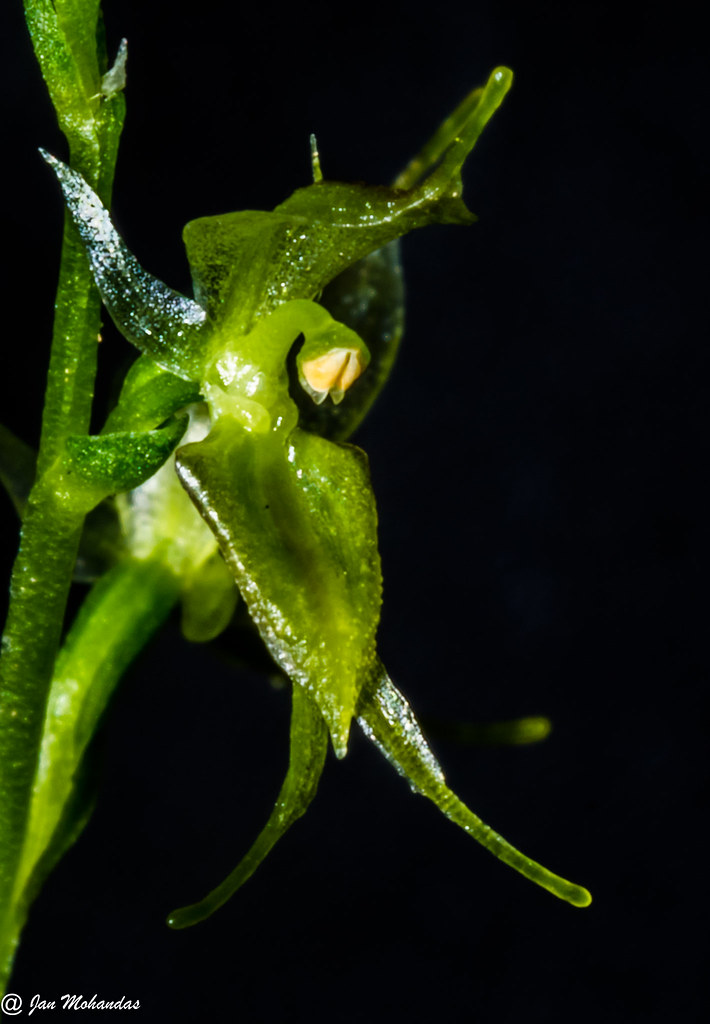 Acianthus pusillus green form Berowra NSW 250417-4250412-2