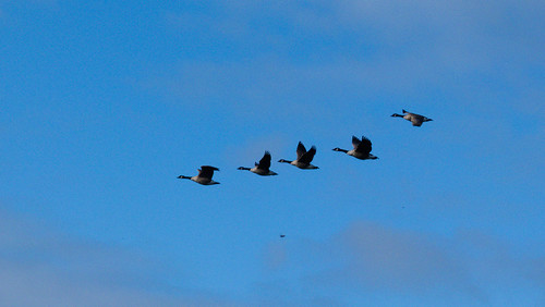 Flying over: Canada geese, Doxey