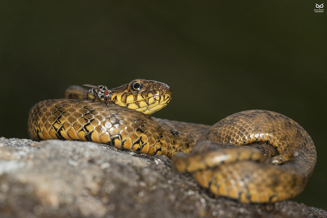Cobra-de-agua-viperina, Viperine Water Snake (Natrix maura))