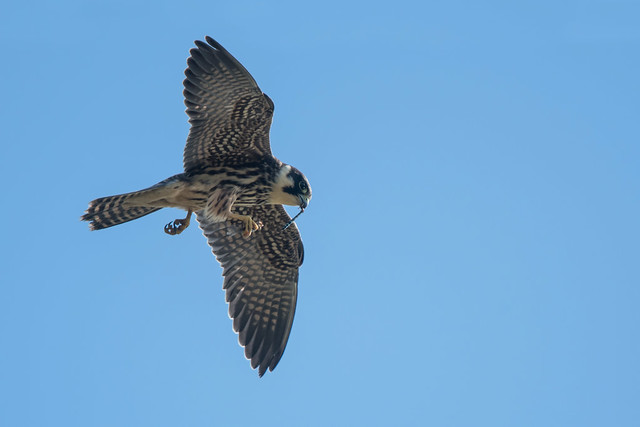 Hobby eating a dragonfly
