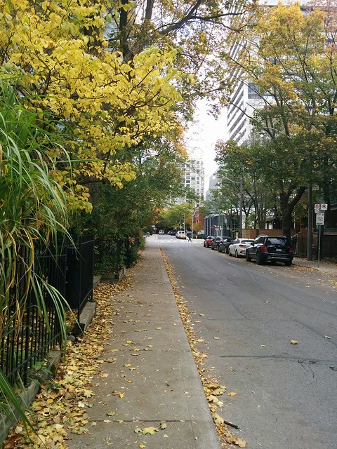 McGill Street, in green and yellow (5) #toronto #gardendistrict #downtownyonge #mcgillstreet #fall #autumn #green #yellow #latergram