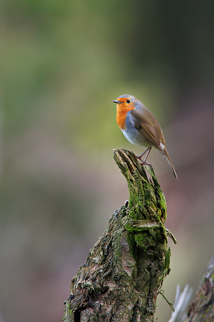 Rotkehlchen / European robin (Erithacus rubecula)