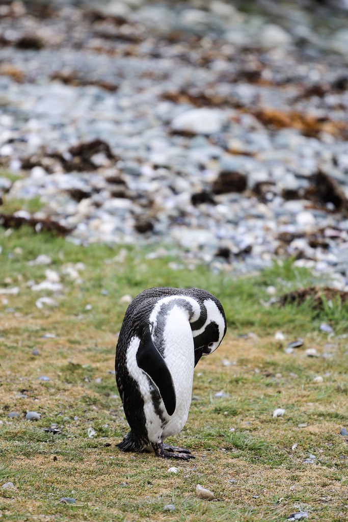 Santuario del pingüino de Magallanes. Isla Magdalena