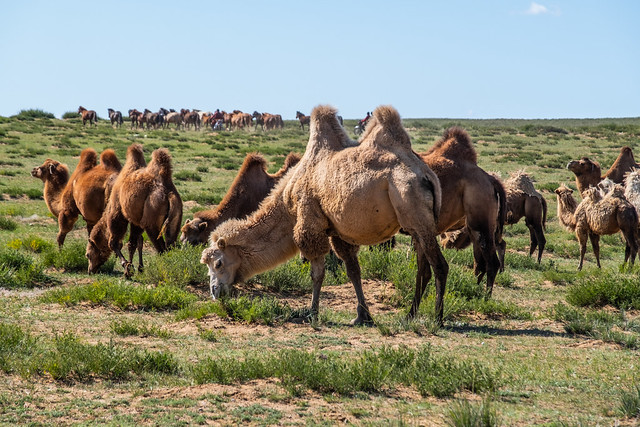 Camells