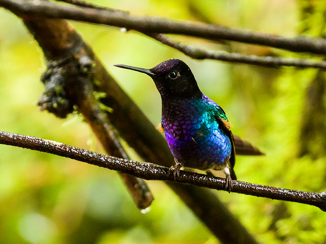 0P7A1663  Velvet-purple Coronet Hummingbird, Ecuador