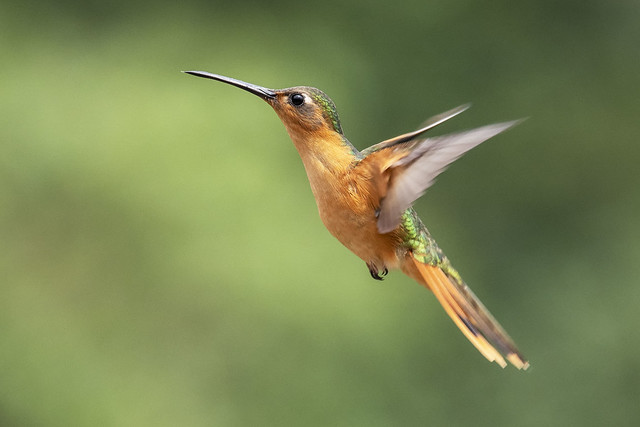 Hummingbird - San Rafael - Guatemala
