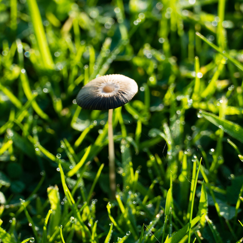 Little Japanese umbrella in short grass