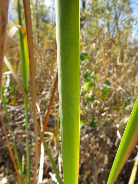 Cattail study at Shaw Wetlands