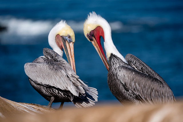 The Pelicans of La Jolla - Love