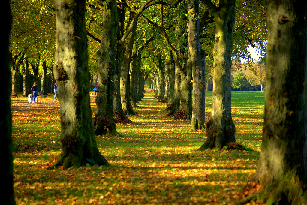 Classic Autumn shots from Haslam Park, Preston