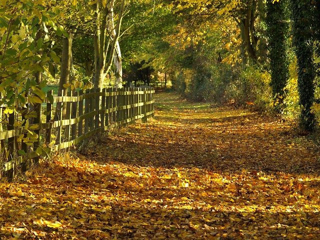 Peterborough Autumn Leaves