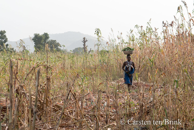 Kambari woman in field [bc1134e]